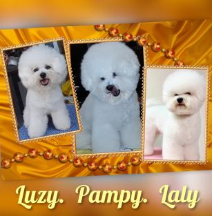 Chippendale of golden Parents 