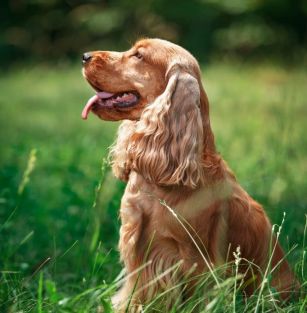 CHOCO PIE COCKER CLUB