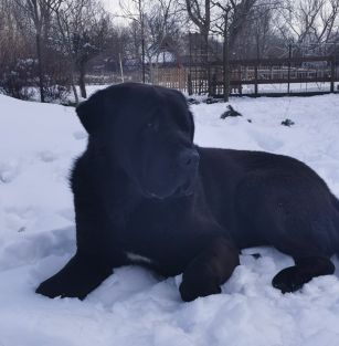 Crazy Happy Family FCI