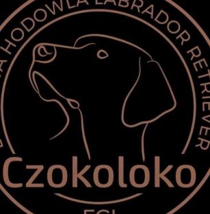 Czokoloko FCI