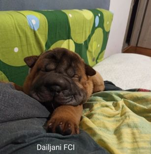 Dailjani FCI
