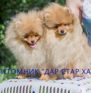 Питомник