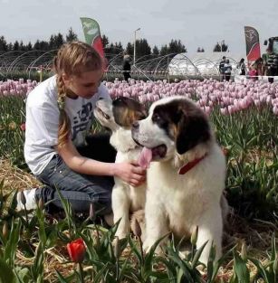 Dar Świętego Bernarda 