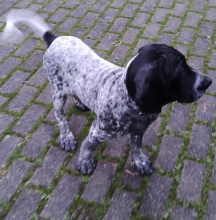 de la Forst du Spessart