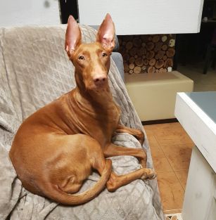 DESERT ROSE OF PHARAOH