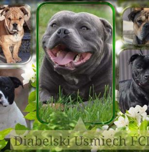 Diabelski Usmiech FCI