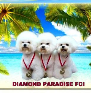 Diamond Paradise FCI 
