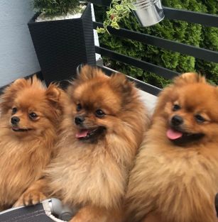 Diamond Rays of the Sun FCI