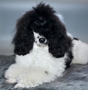 Divinity From Blue Moon FCI