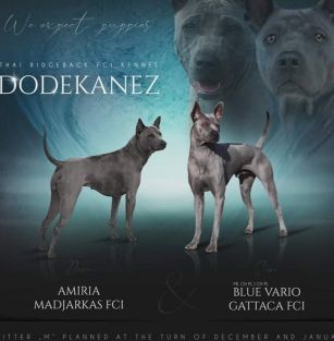 Dodekanez FCI