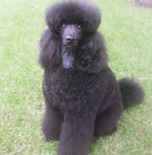 Doggy Diamond ZKwP, FCI