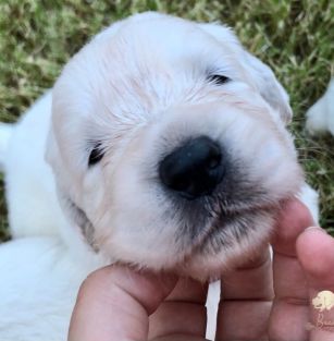 Dolina Białej Wody FCI