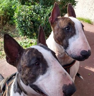 Doskonałości z Grodu Kraka