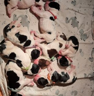 Doskonały Springer FCI 