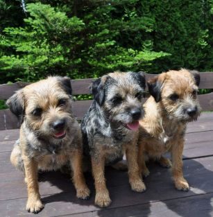 Dziekanowska Polana FCI