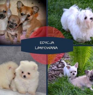 Edycja Limitowana FCI 