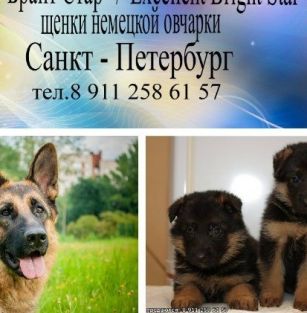 Экселлент Брайт Стар