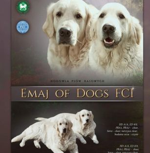 Emaj of dogs FCI