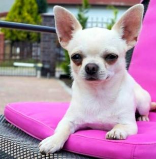 Eternity of Morningstar 