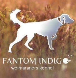 Fantom Indigo