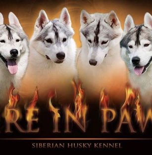 FIRE IN PAWS ( FCI )