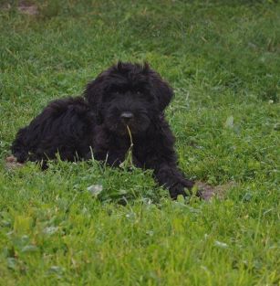 Flower of the Universe