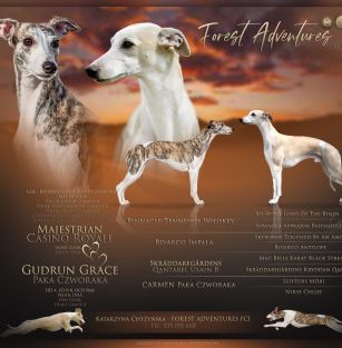 Forest Adventures (FCI)