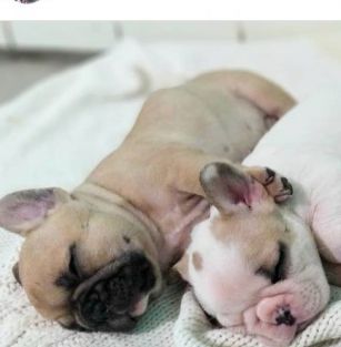 Французские бульдоги, Кыргызстан