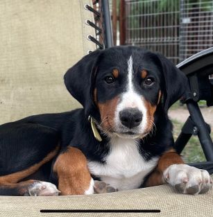 from a Rascal’s Clan