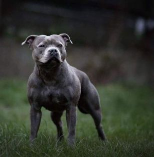 From Halls of Valhalla 