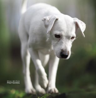 from The Wine Mountain FCI