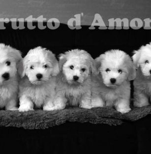Frutto d 'Amore