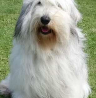 Futrzaki Bałtyku FCI