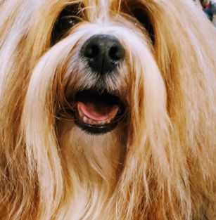 Gentile Havanese FCI 