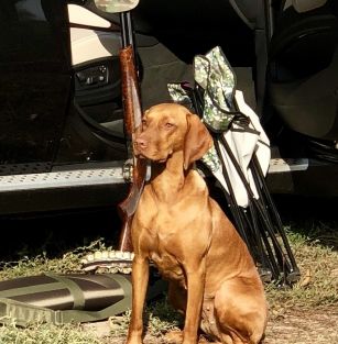 Golden Hunter’s Dream 