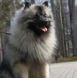 Gorczańska Opowieść