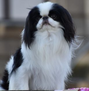 Gościńska Przystań (FCI) 