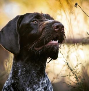 Gosia’s Valley FCI