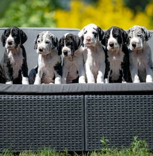 Green Hill Masuria FCI 