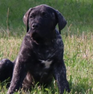 Guardian Drago Milenario