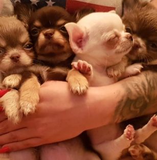 Gwiazdki Armaniego Fci 