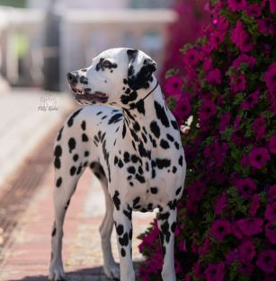 Happy Dogs of Secret Garden 