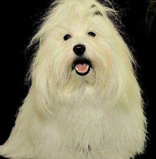 Hawańczyki z Michałowej Łąki