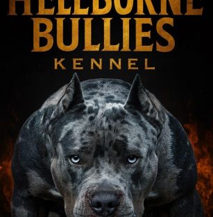 Hellborne bullies kennel 