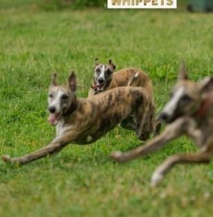 Hidden Gem Whippets