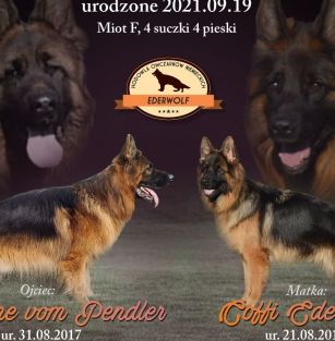 Hodowla Ederwolf