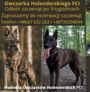 Hodowla Owczarków Holenderskich FCI Maria Wójtowicz 