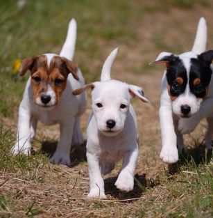 Hodowla Półdiable /FCI