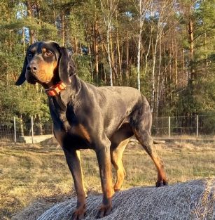 Hodowla z Dębowego Zakątka 