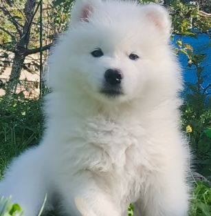 Hoshi Yuki FCI